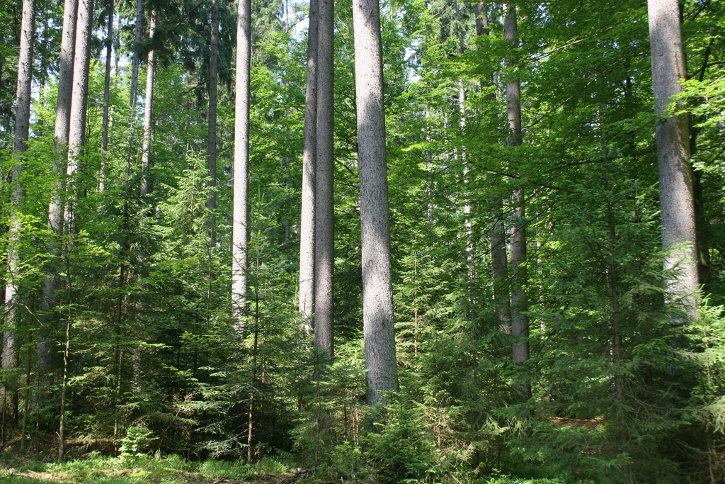 Naturnahe Forstwirtschaft