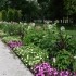 Für die Therme Bad Schallerbach bepflanzt der Maschinenring Blumenbeete saisonal mit tausenden Pflanzen 