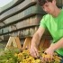 Blumenbeet pflegen, Gartenpflege vom Maschinenring