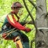 Fachgerechtes Bäume schneiden (z.B. Mittels Seilklettertechnik) durch den Maschinenring sorgt für Gesundheit und Sicherheit