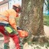 Baum umschneiden: Wenn ein Baum nicht mehr zu retten ist wird er von Mitarbeitern des Maschinenring abgetragen