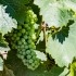 Pflanzenschutz trägt dazu bei, dass die Nutzpflanzen nicht verpilzen – denn nur aus gesunden Weintrauben entsteht guter Wein. 