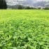 Bio-Feldfutteranbau mit und ohne Luzerne: Klee-Gras-Mischungen