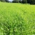 Bio-Feldfutteranbau mit und ohne Luzerne: Klee-Gras-Mischungen