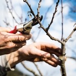 Obstbaum schneiden lassen in Tirol