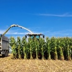 Energiefutter Maissilage - Ist es sinnvoll Silomais selbst anzubauen?