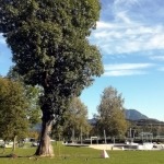 Baumpflege für Gemeinde Bergheim